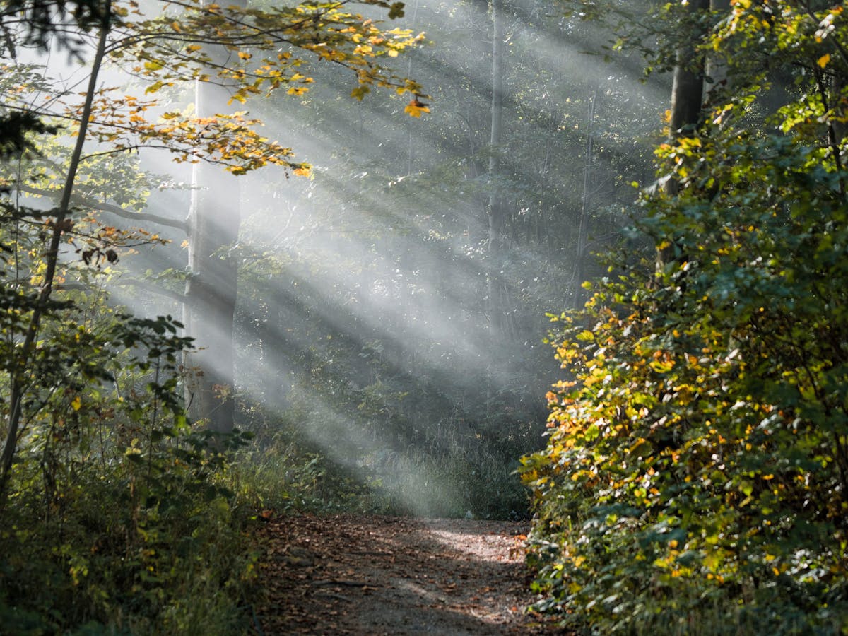 Rustig bospad — ruimte om te wandelen